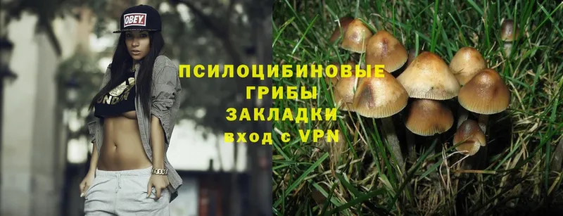 Псилоцибиновые грибы Psilocybe  купить наркоту  Кинешма 